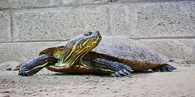 ඉබ්බෙක් සමග ආච්චි lockdown නීති කඩයි