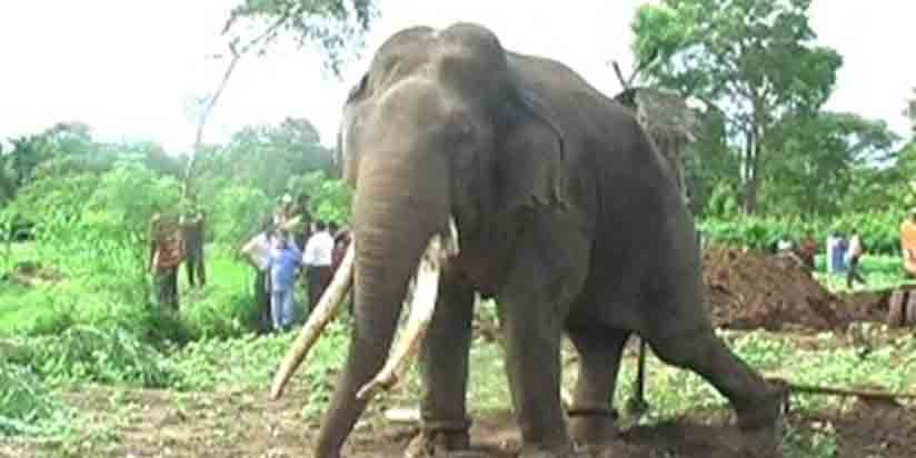 ශ්‍රී ලංකාවේ අලි – මිනිස් ගැටුම එන්න එන්නම ප්‍රචණ්ඩ වෙමින් තවදුරටත් ව්‍යාප්ත වෙයි…