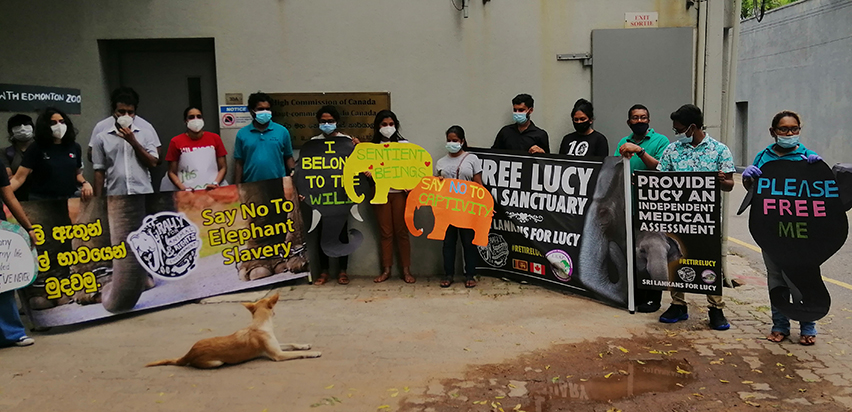 ‘ලුසී‘ නැමති ඇතින්න සම්බන්ධ විරෝධතා උත්සන්න වෙමින් තිබේ