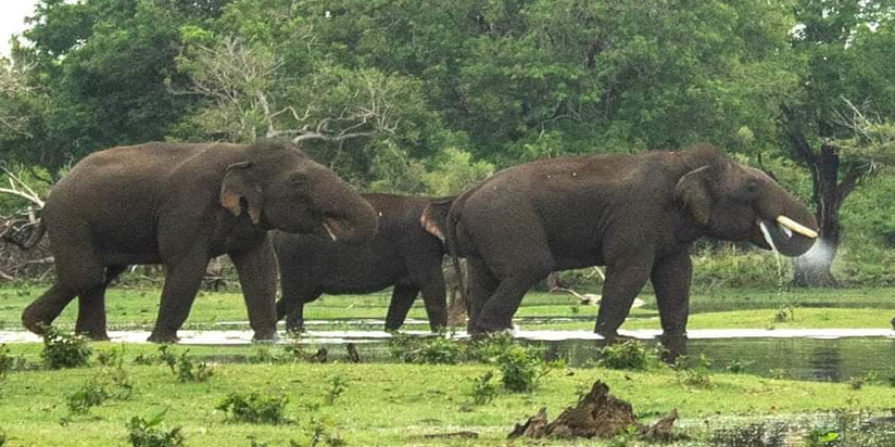 අලි ඇමතියෝ ගහපියව් තව අලි වැටවල්