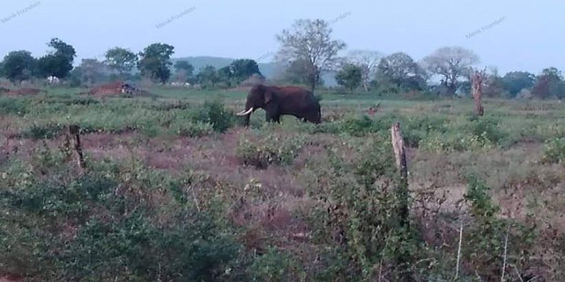 මහේශාක්‍ය ජීවිත අවදානමෙන් මිදෙයි