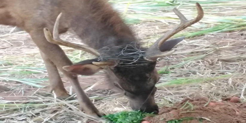 රිදියගම සෆාරි උද්‍යානයේ සතුන්  මසට මරයි .