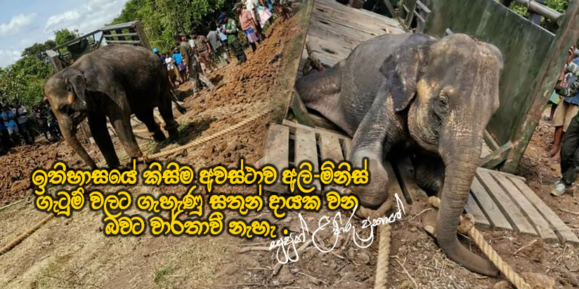 ගැහැණු වන අලියෙකු – කෙනෙරක අල්ලා විල්පත්තු ජාතික උද්යානයට
