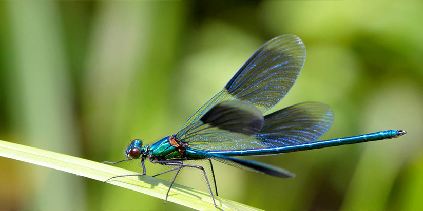බත්කූරා මිය ගියා