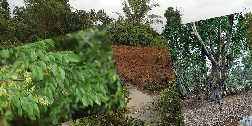 පඬු කරඳ ශාකය විනාශ කළ මාර්ග සංවර්ධන අධිකාරියේ සහ ප්‍රවාහන හා මහා මාර්ග අමාත්‍යංශයේ සියලු නිලධාරීන් වහා ම අත් අඩංගුවට ගත යුතු ය