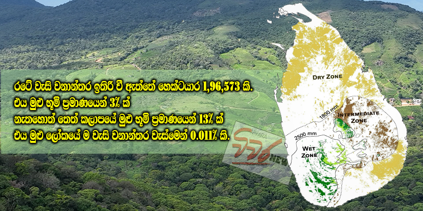 තෙත් කලාපය තුළ තේ වගාවෙන් හරිත කාන්තාර බිහි මේ වැයමක් .