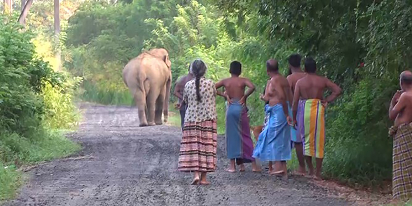 රජය මඟහරින අලි – මිනිස් ගැටුම වැළැක්වීමට ගත යුතු ක්‍රියාමාර්ග